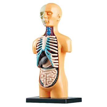 3D Съемная анатомическая модель человеческого торса для обучения, игрушка, обучение строению человеческого тела для ребенка, ученика