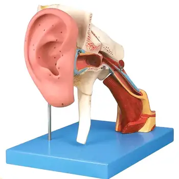 8 Частей Структура слухового прохода человека Модель ушной раковины Медицинская школа