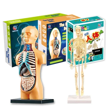 1 комплект анатомической модели для детей, анатомическая модель человеческого туловища, съемная модель человеческого тела для студентов-медиков, обучающих естественным наукам