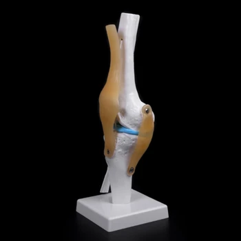 Модель гибкого скелета анатомического коленного сустава человека-челнока, Учебное пособие по медицине Анатомия
