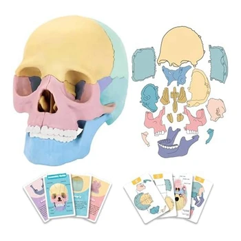 1 комплект Анатомической модели черепа, Анатомический пазл с черепом, съемная мини-модель человеческого черепа, обучение в клинике