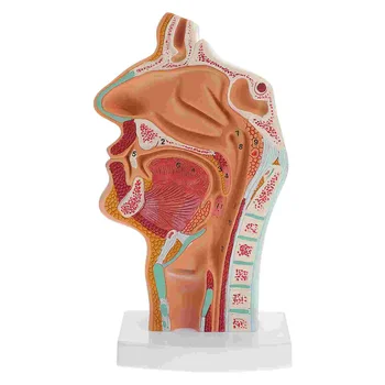 Модель Анатомия носа Анатомическая голова человека Горло Нос Медицинское обучение Исследование полости рта Научная секция полости рта Половина глотки Mod