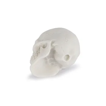 Реалистичная копия черепа из смолы, Обучающая модель Скелета, Аквариум, Реквизит для Хэллоуина, Ужасные Принадлежности, Декор для дома